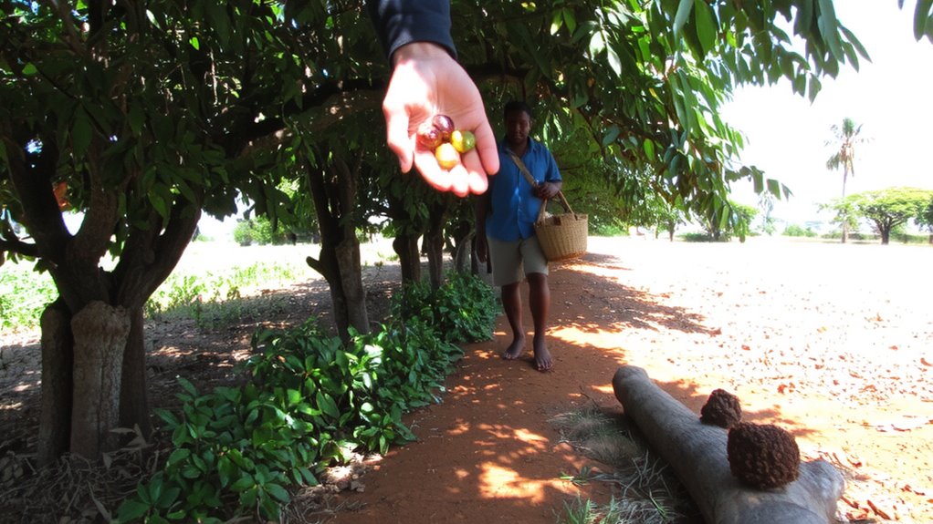 coffee climate income equity